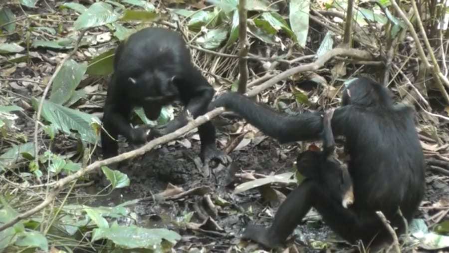 ウガンダの熱帯林に「井戸掘り」を伝えた革命的なチンパンジーがいた！