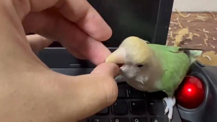 ノートPCの赤ポチは譲れない　飼い主とインコの「絶対に負けられない戦い」