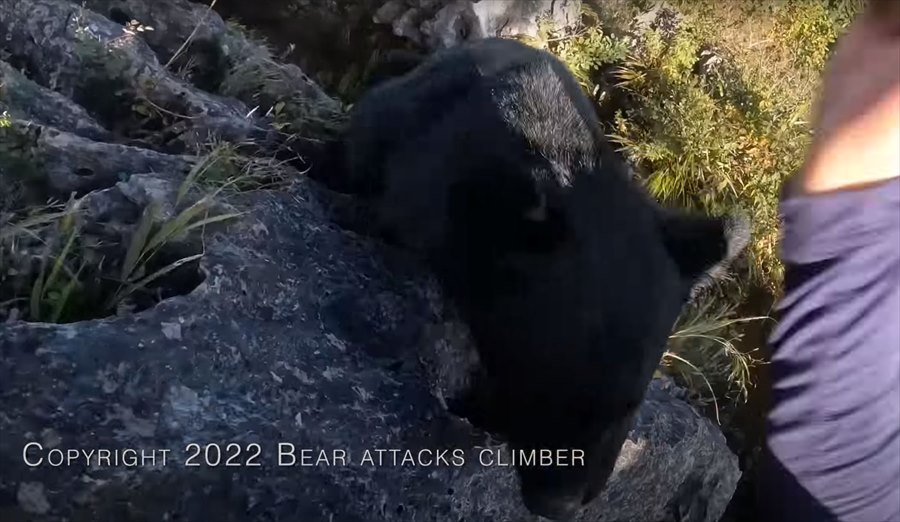 【九死に一生を得た映像 】登山中にクマの襲撃！咄嗟に反撃してクマを見事に撃退した動画が世界で話題に！！