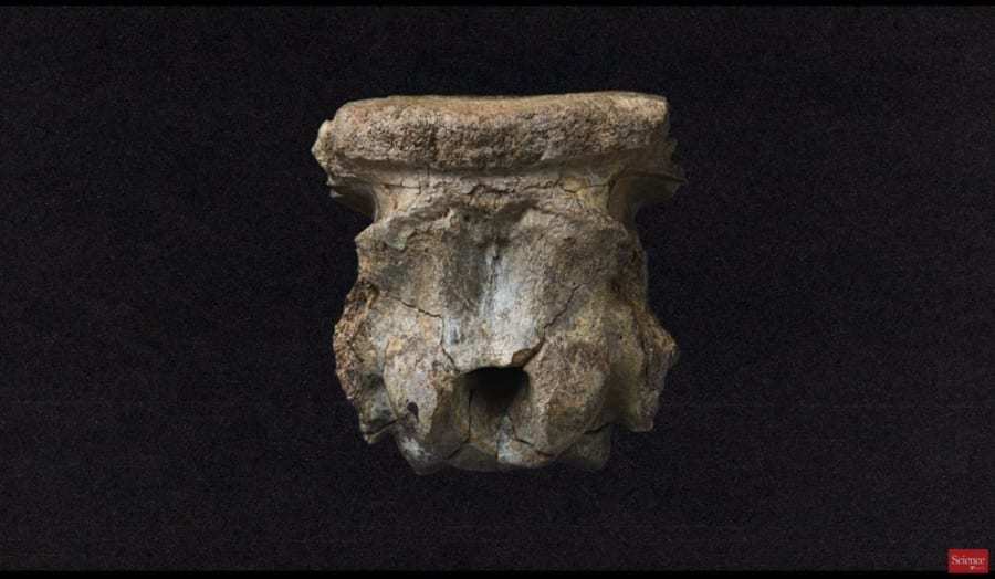 中国伝説そっくりの「キリン」化石を発見！　現生キリンが首を長く進化させたヒントにも