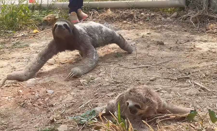 山火事ではぐれてしまったナマケモノの親子が感動の再会！這いつくばっている赤ちゃんに少しずつ近寄っていき抱きしめる