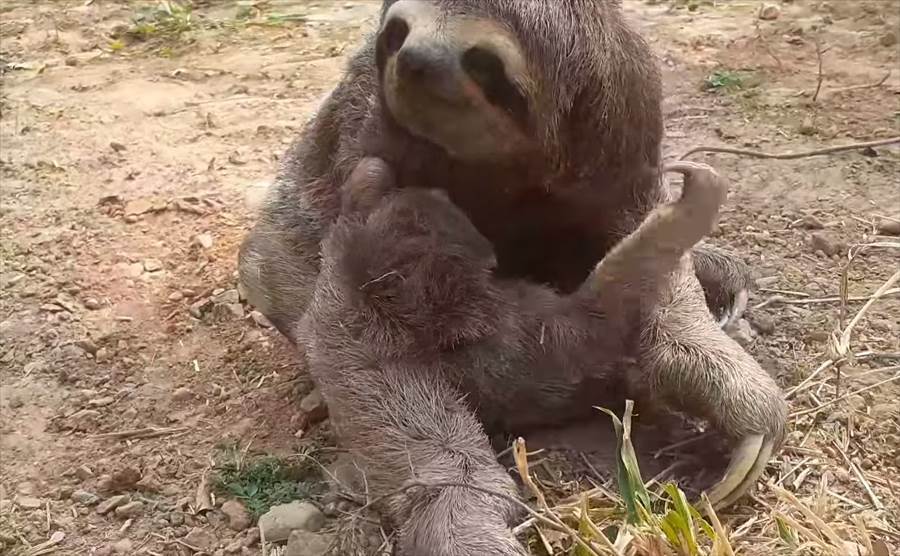 山火事ではぐれてしまったナマケモノの親子が感動の再会！這いつくばっている赤ちゃんに少しずつ近寄っていき抱きしめる