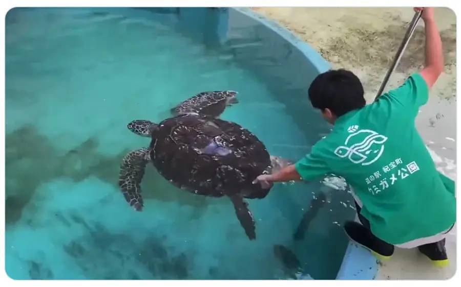 ウミガメたちも掃除されたい！？　水槽の掃除がはかどらないワケ