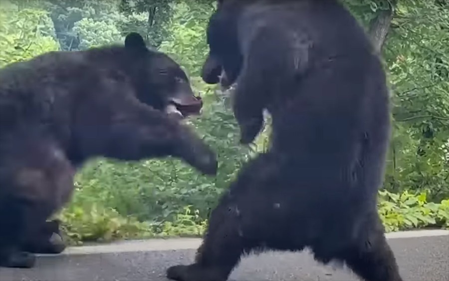 道のど真ん中で取っ組み合いをしていたのは猛獣とされる『あの動物』！その道を行こうとした車は渋滞を作ってケンカがおさまるのを待っています