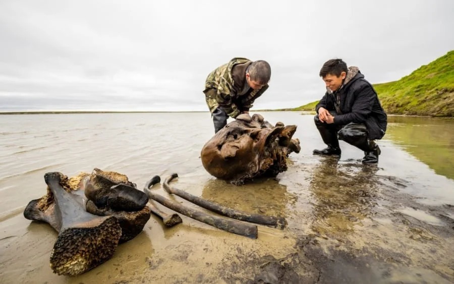 シベリアの湖で約1万年前に死んだ「巨大マンモスの頭蓋骨・肋骨・脚骨」を発見