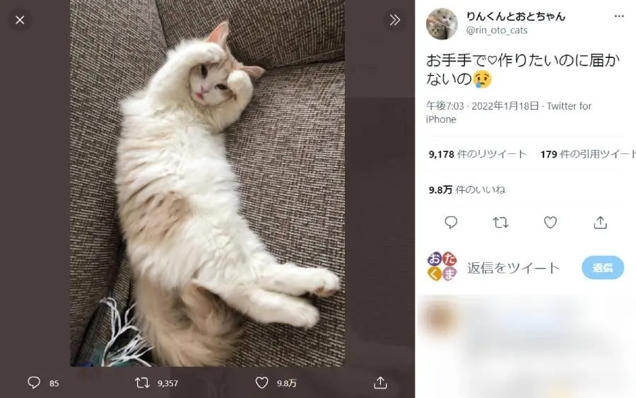 寝姿がキュートな子猫　ハートのポーズに「友達の輪」を連想する声も