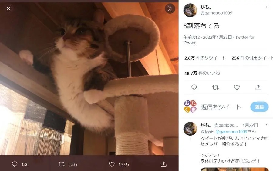 涼しい顔して落ちかけてない？　ふんばる猫の写真にさまざまな予想