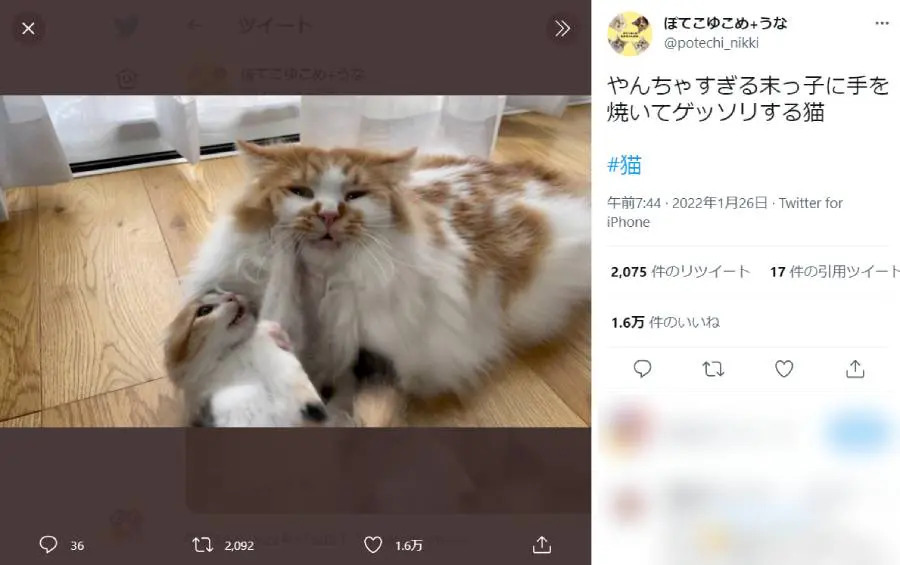 やんちゃな子猫と遊ぶお兄ちゃん猫 ゲッソリした表情に励ましの声