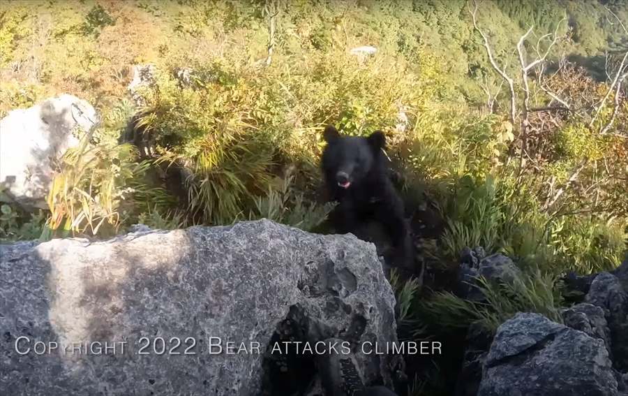 【九死に一生を得た映像 】登山中にクマの襲撃！咄嗟に反撃してクマを見事に撃退した動画が世界で話題に！！