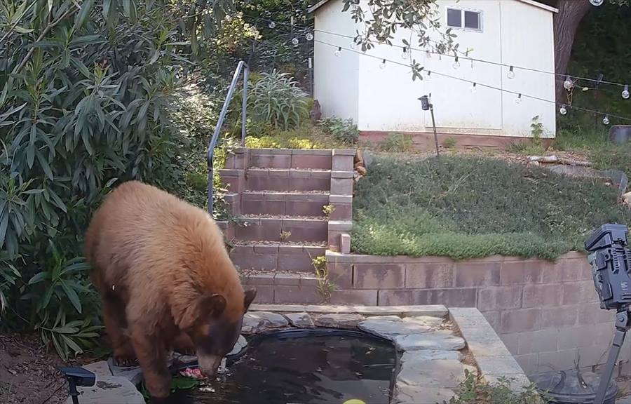 池に入ってくつろぐクマ。実はこの池、もっと小さかったものをよクマが涼めるように大きくしたんです！！【アメリカ・動画】