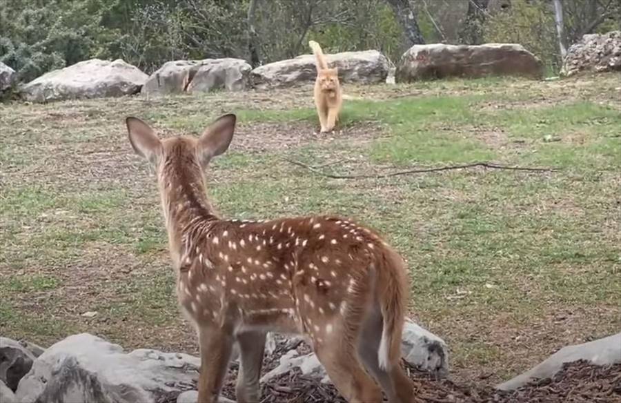 新しくやって来た子ジカを歓迎している猫。そっと近寄ったり目の前で寝っ転がる事で仲良くしようと伝えてるみたいです！