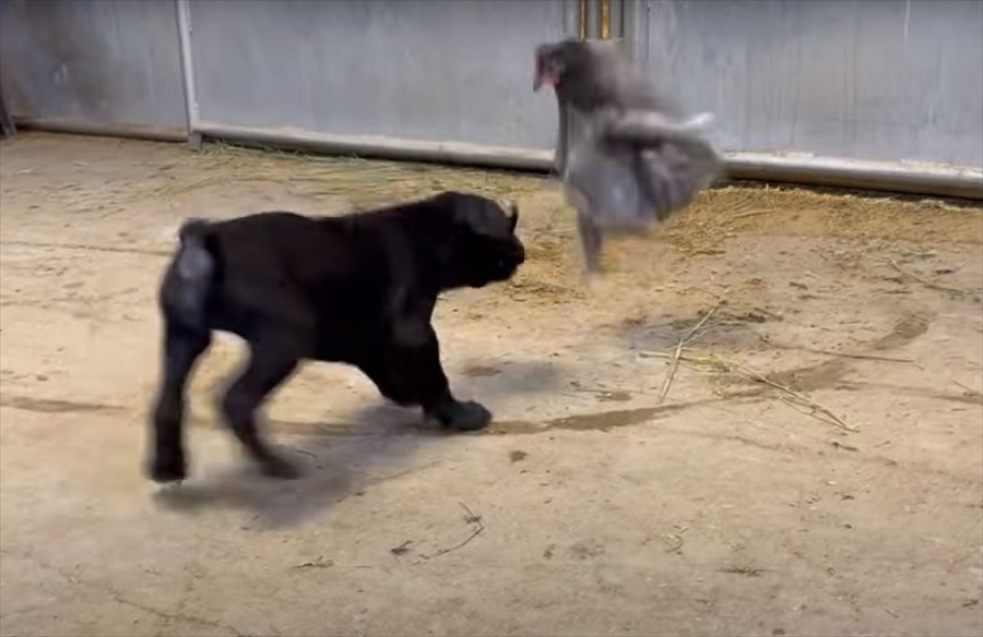 向かい合っているニワトリとカネコルソの子犬、お互いの距離を窺っているけど、もしかして遊んでる？