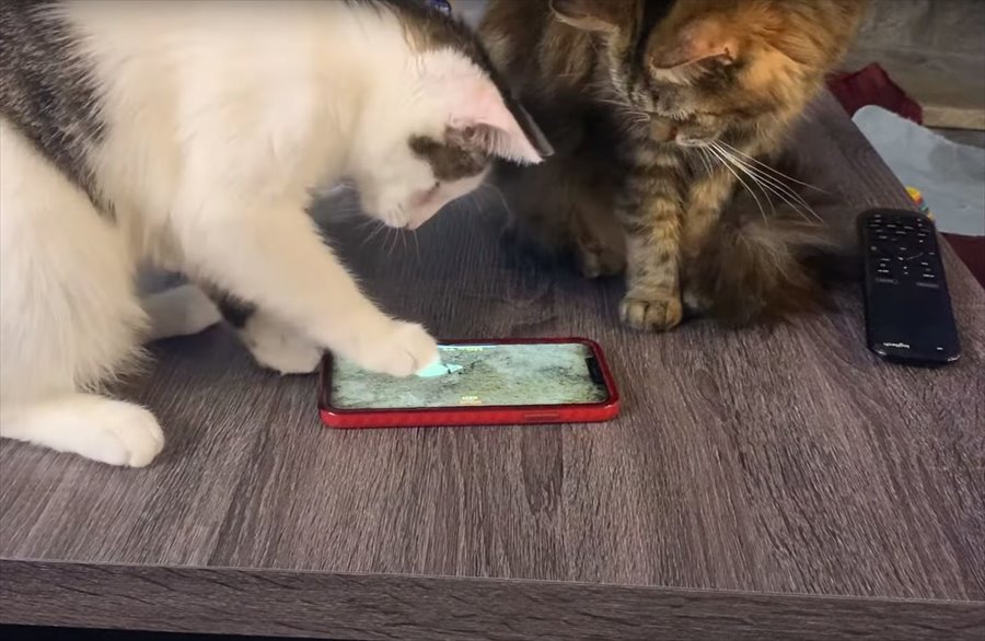 今の時代は猫もゲームに夢中になります！ネズミを追いかけるスマホゲームに熱中していますが・・【アメリカ・動画】