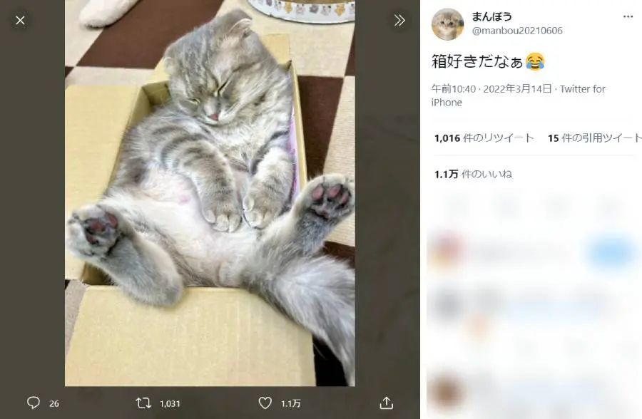 小さな箱が好きすぎる猫ちゃん　無防備な姿で熟睡