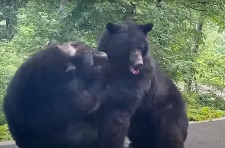 道のど真ん中で取っ組み合いをしていたのは猛獣とされる『あの動物』！その道を行こうとした車は渋滞を作ってケンカがおさまるのを待っています