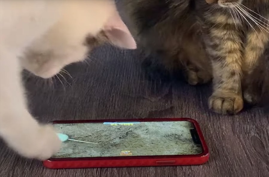 今の時代は猫もゲームに夢中になります！ネズミを追いかけるスマホゲームに熱中していますが・・【アメリカ・動画】