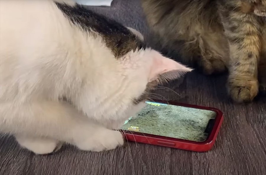 今の時代は猫もゲームに夢中になります！ネズミを追いかけるスマホゲームに熱中していますが・・【アメリカ・動画】