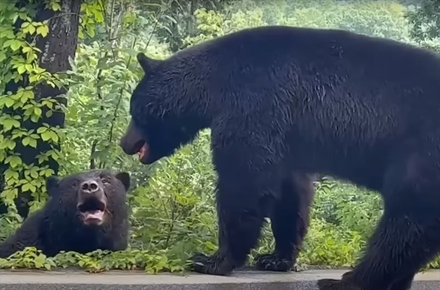 道のど真ん中で取っ組み合いをしていたのは猛獣とされる『あの動物』！その道を行こうとした車は渋滞を作ってケンカがおさまるのを待っています