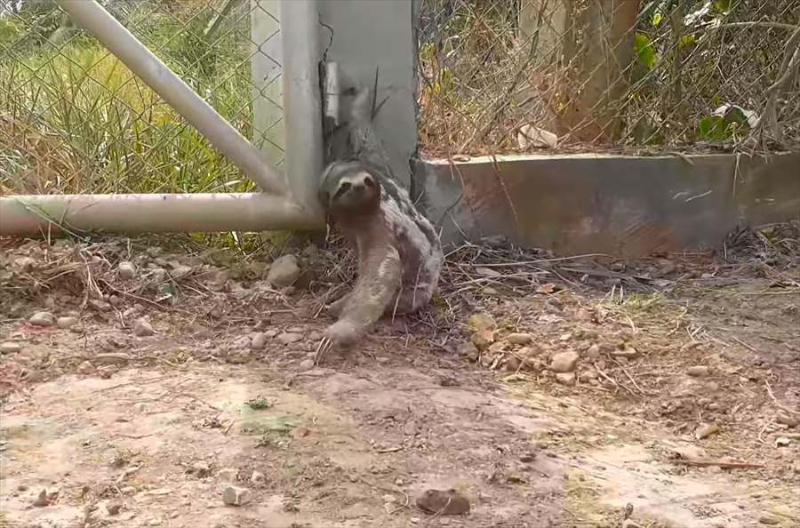 山火事ではぐれてしまったナマケモノの親子が感動の再会！這いつくばっている赤ちゃんに少しずつ近寄っていき抱きしめる