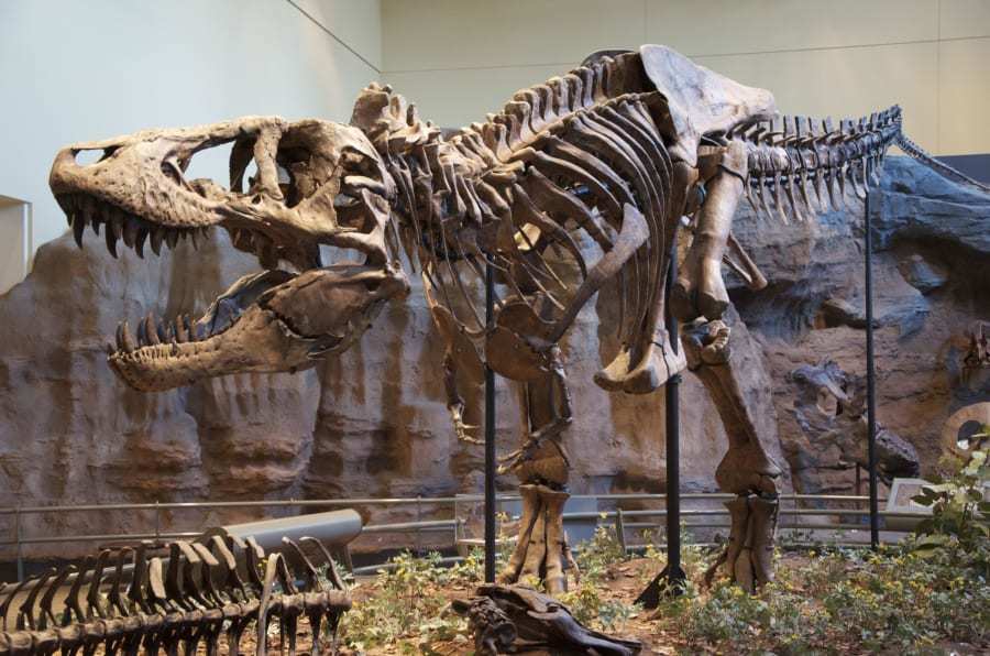 ティラノサウルスは「3種類」に分けられる可能性が浮上！