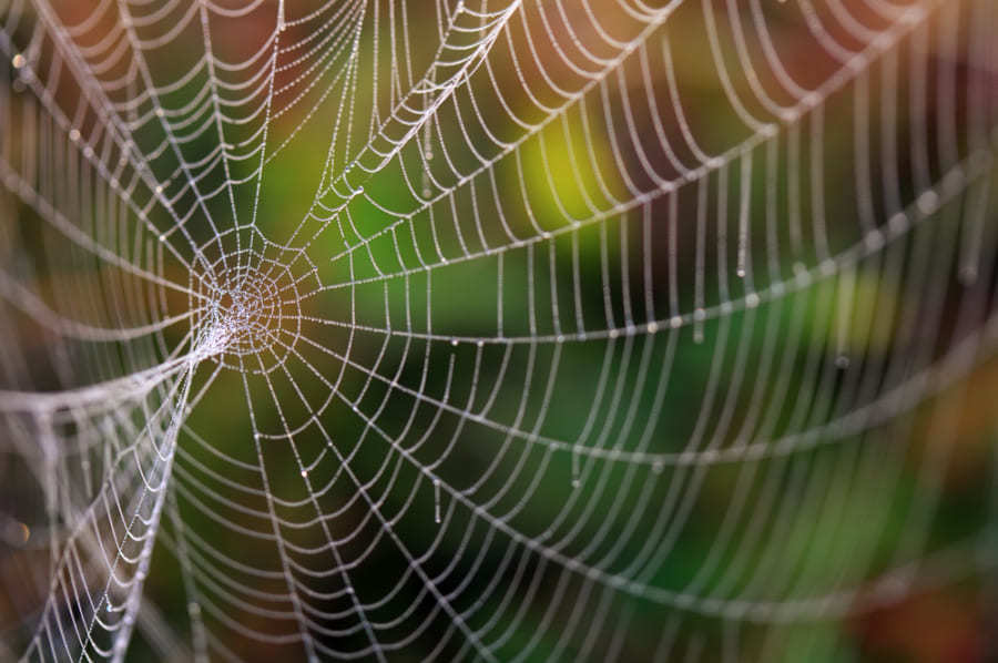 「クモの巣を音楽に変換する」研究を発表、糸の振動でクモと対話ができる可能性も