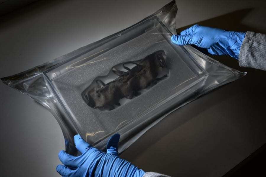 気温上昇によりアルプスの氷河から9500年前の遺跡を発見! しかし”時間が経つと劣化してしまう”問題が深刻化