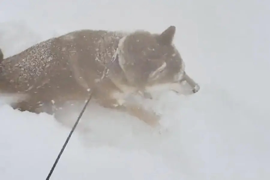 まるで「雪面の飛び魚」大雪にテンション爆上がりで飛び込む柴犬