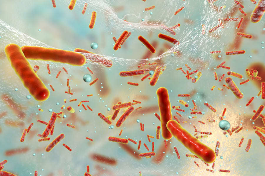 人間の近くで生活するキツネザルの腸内から薬剤耐性菌が発見される