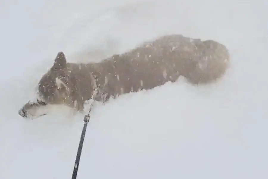 まるで「雪面の飛び魚」大雪にテンション爆上がりで飛び込む柴犬