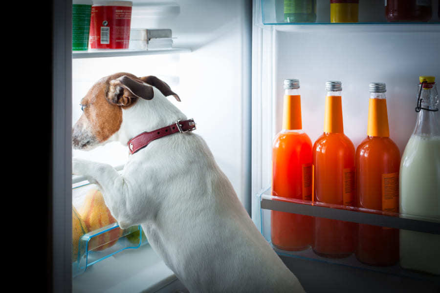 イヌは「一日一食」にすると有病率が低くなるという研究