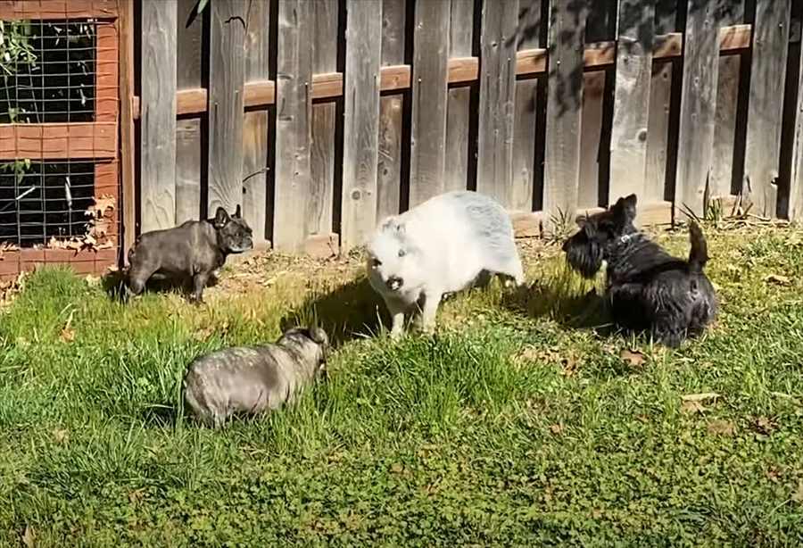 わちゃわちゃして遊ぶ小型犬たち。その中に子ブタの姿もありますが・・。自分を犬だと思ってる？？