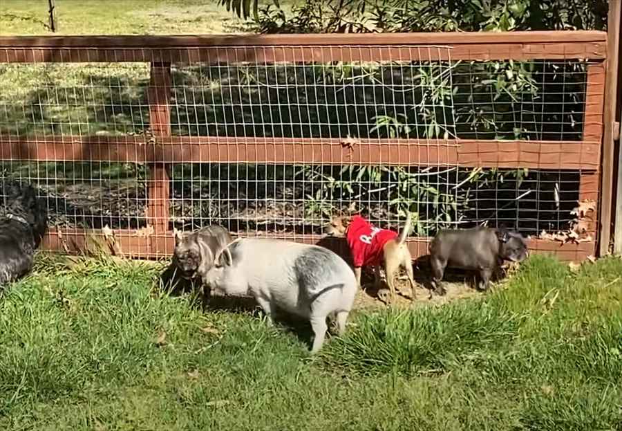 わちゃわちゃして遊ぶ小型犬たち。その中に子ブタの姿もありますが・・。自分を犬だと思ってる？？