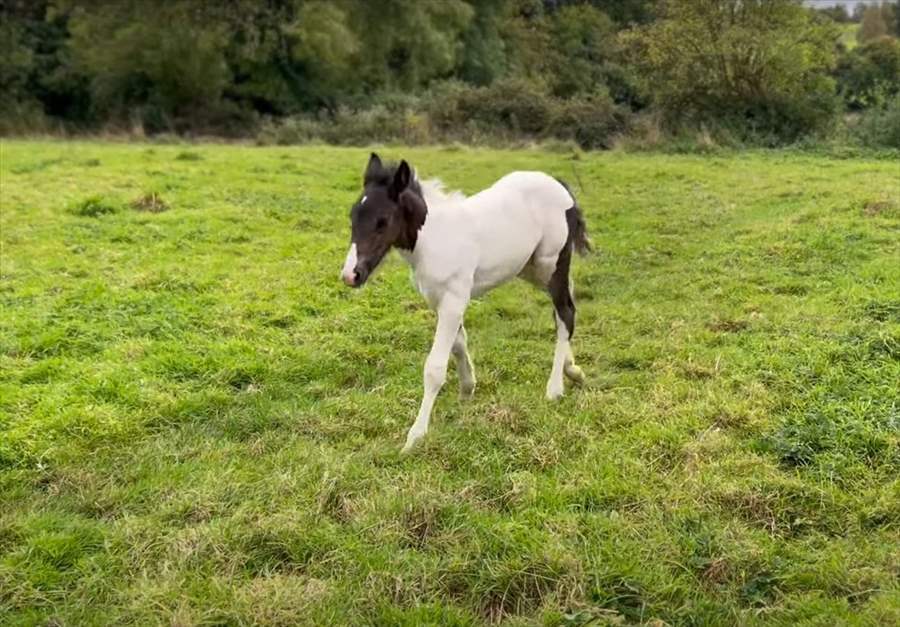 軽快に走る子馬の身にまさかのハプニング発生！？それもあってしょんぼりしてしまったようです・・