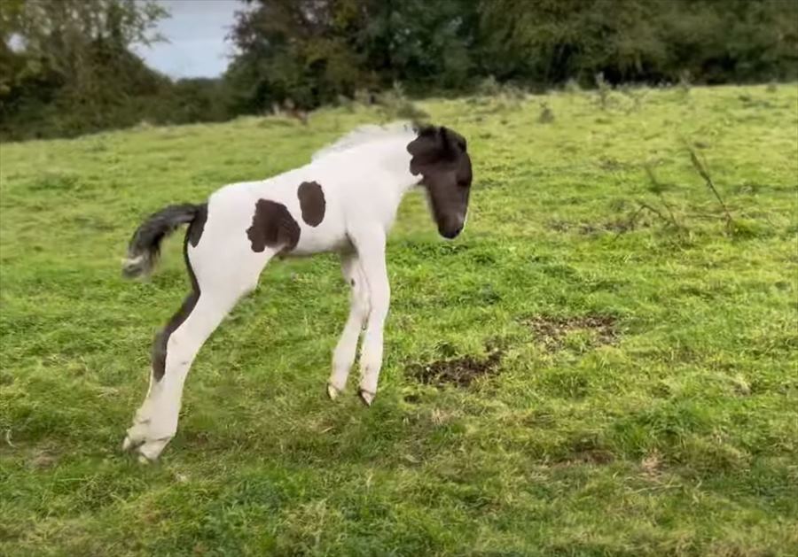 軽快に走る子馬の身にまさかのハプニング発生！？それもあってしょんぼりしてしまったようです・・