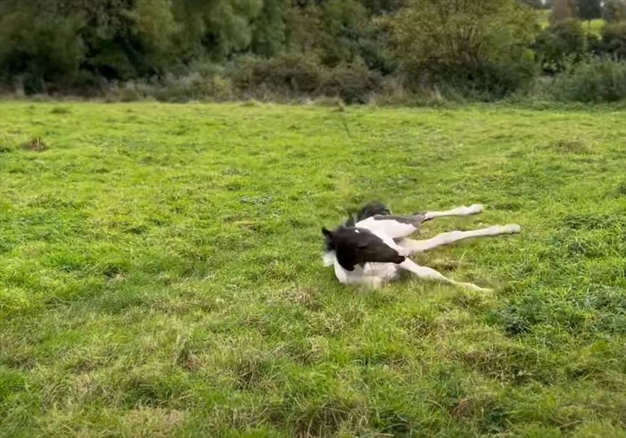 軽快に走る子馬の身にまさかのハプニング発生！？それもあってしょんぼりしてしまったようです・・