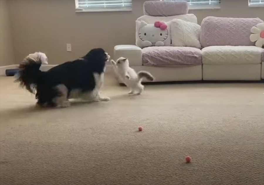 わずか一週間で犬と仲良くなった子猫。一緒にわちゃわちゃ楽しそうに遊んでいます！！