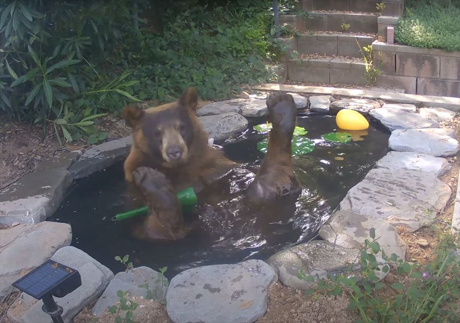 池に入ってくつろぐクマ。実はこの池、もっと小さかったものをよクマが涼めるように大きくしたんです！！【アメリカ・動画】