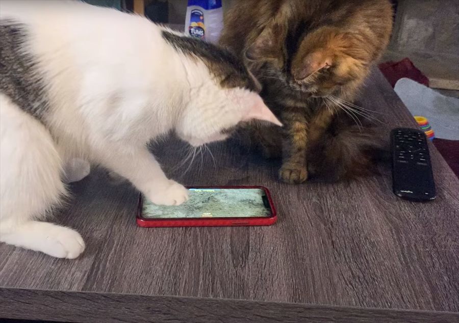 今の時代は猫もゲームに夢中になります！ネズミを追いかけるスマホゲームに熱中していますが・・【アメリカ・動画】