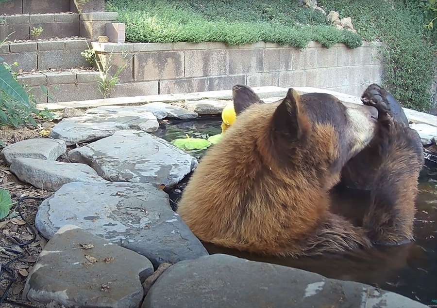 池に入ってくつろぐクマ。実はこの池、もっと小さかったものをよクマが涼めるように大きくしたんです！！【アメリカ・動画】