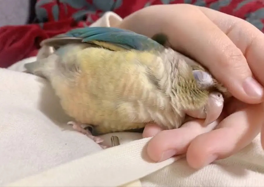 飼い主を信用しきっている鳥　無防備な寝姿に癒やされる人続出