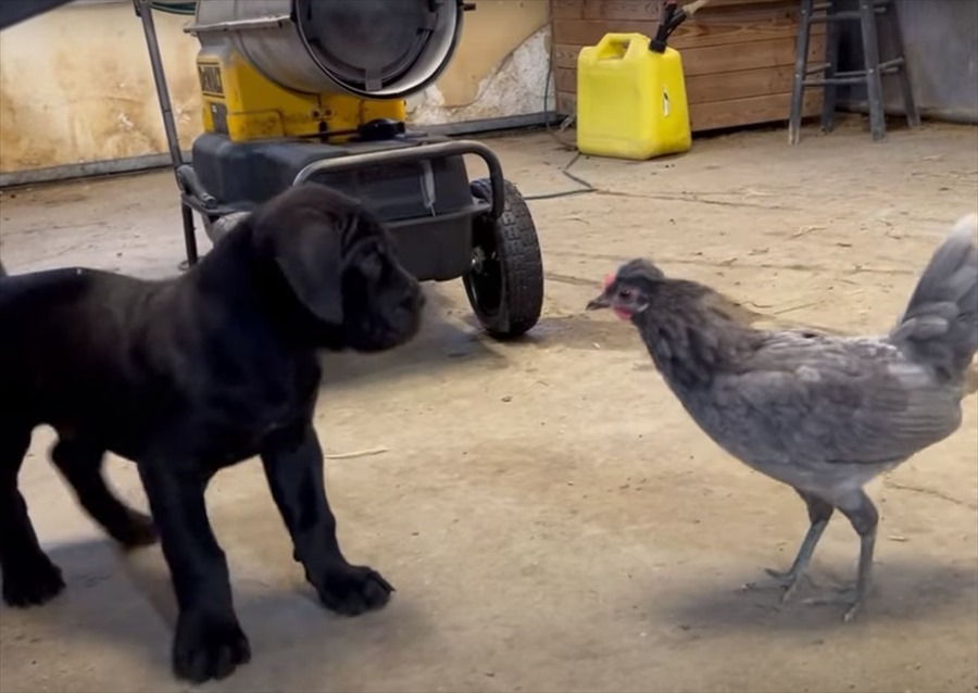 向かい合っているニワトリとカネコルソの子犬、お互いの距離を窺っているけど、もしかして遊んでる？