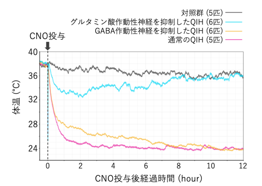 人間にも冬眠機能はある！？人工冬眠はもはや夢物語ではない！【ヤバめの科学チートマニュアル＝久野友萬】