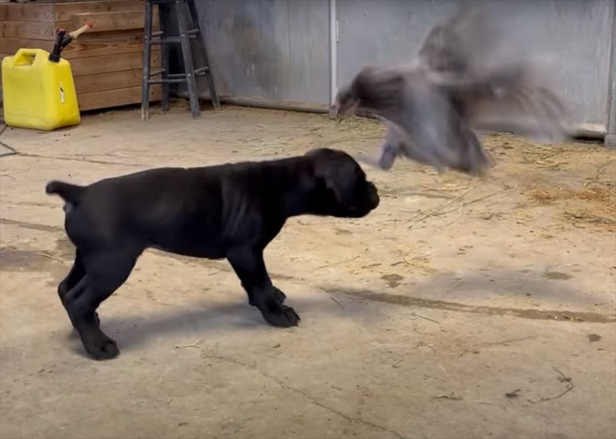 向かい合っているニワトリとカネコルソの子犬、お互いの距離を窺っているけど、もしかして遊んでる？