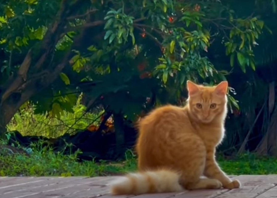 子猫がその場でグルグルグルグル・・。どうやら視界に入り自分の尻尾を捕まえたいみたいなのですが・・【アメリカ・動画】