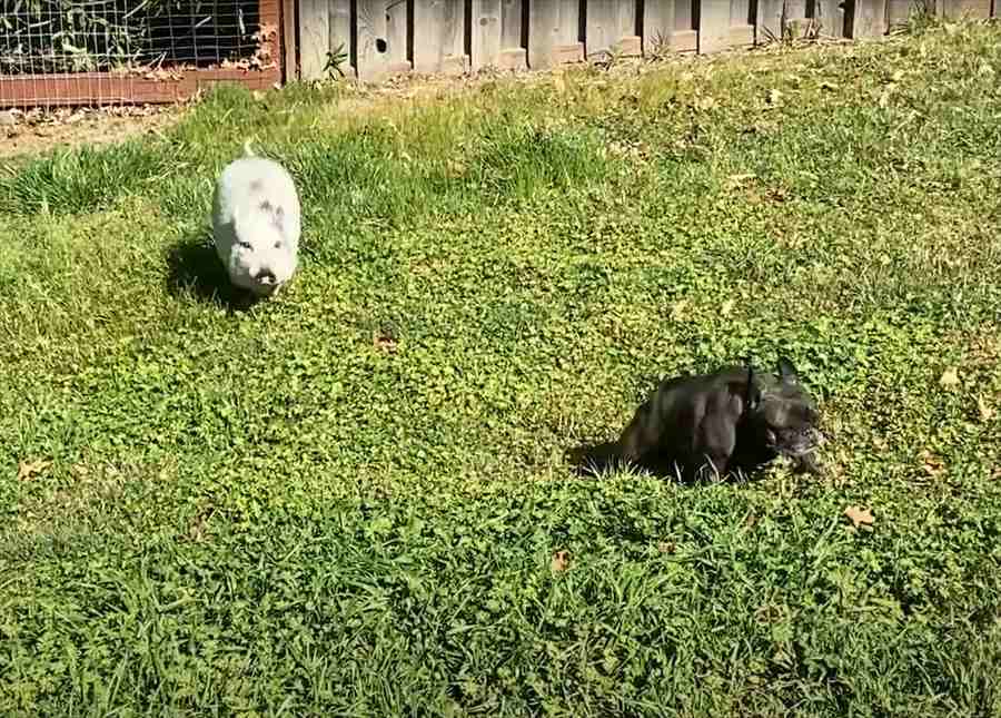 わちゃわちゃして遊ぶ小型犬たち。その中に子ブタの姿もありますが・・。自分を犬だと思ってる？？