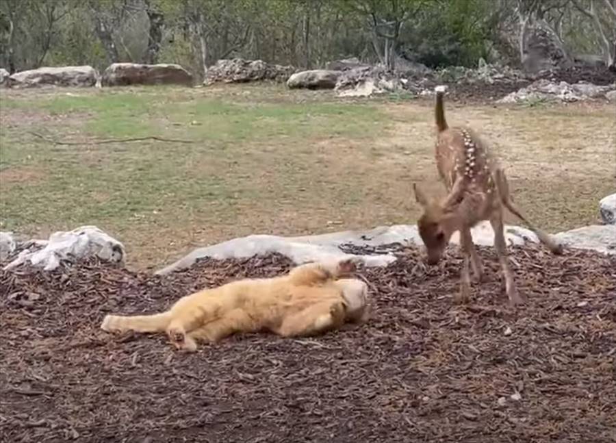 新しくやって来た子ジカを歓迎している猫。そっと近寄ったり目の前で寝っ転がる事で仲良くしようと伝えてるみたいです！