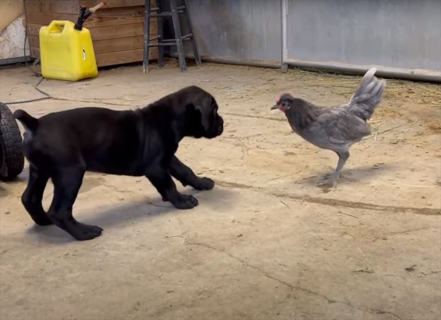 向かい合っているニワトリとカネコルソの子犬、お互いの距離を窺っているけど、もしかして遊んでる？