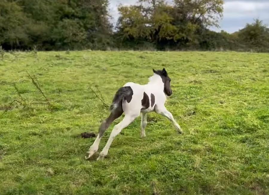 軽快に走る子馬の身にまさかのハプニング発生！？それもあってしょんぼりしてしまったようです・・