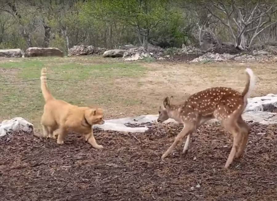 新しくやって来た子ジカを歓迎している猫。そっと近寄ったり目の前で寝っ転がる事で仲良くしようと伝えてるみたいです！