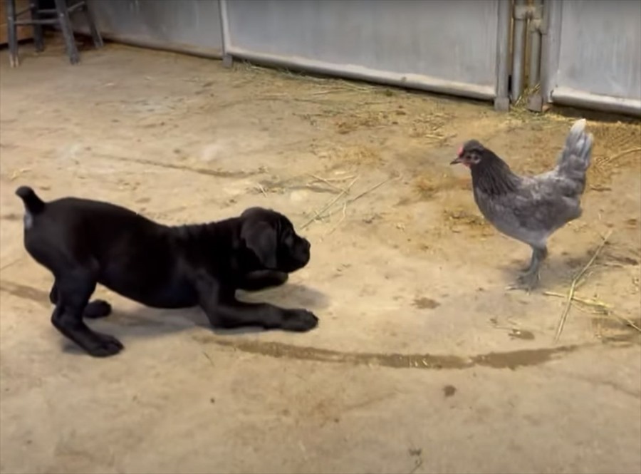 向かい合っているニワトリとカネコルソの子犬、お互いの距離を窺っているけど、もしかして遊んでる？